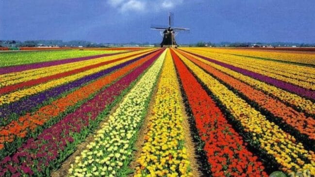 É na cidade que acontece a Expoflora