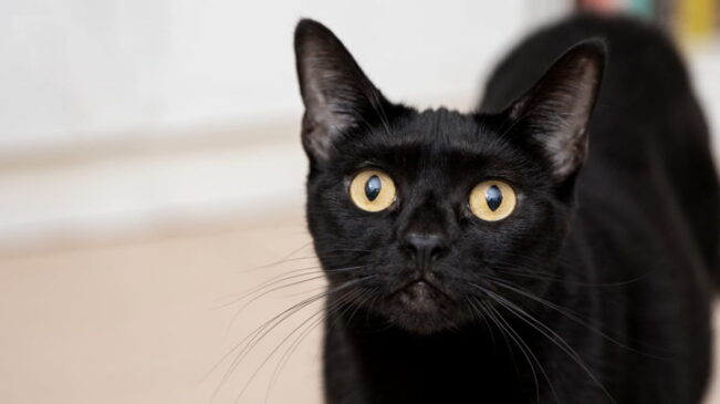 Outro sinal popular nesse dia é encontrar um gato preto, símbolo de azar