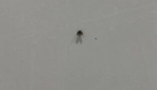 Ver muitas dessas mosquinhas no banheiro significa problemas com a limpeza