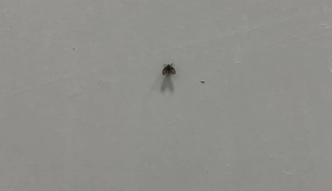Ver muitas dessas mosquinhas no banheiro significa problemas com a limpeza