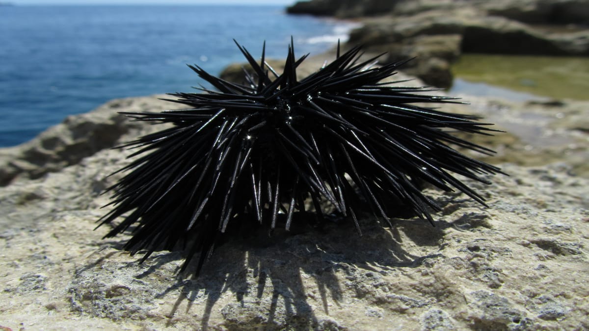 Ouriço-do-mar (Wirestock/Freepik)