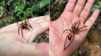 Ctenus é um gênero de aranhas errantes abundante em florestas tropicais da América do Sul e da África