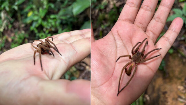 Ctenus é um gênero de aranhas errantes abundante em florestas tropicais da América do Sul e da África