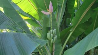 Outros nomes conhecidos são Banana-de-macaco, Pangeia e banana-flor