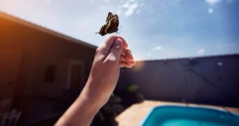 A ciência e a espiritualidade explicam o que significa a presença de uma borboleta em casa