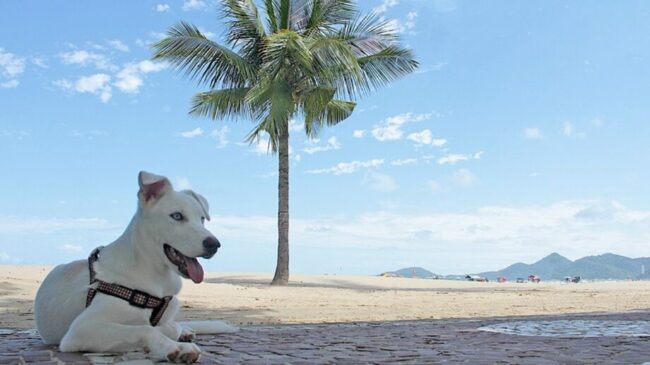 Com praias pet-friendly e estrutura para receber cães, cidades como Santos e Bertioga são ideais para um passeio