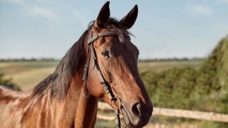município se destaca por ser referência na criação de cavalos (foto ilustrativa)