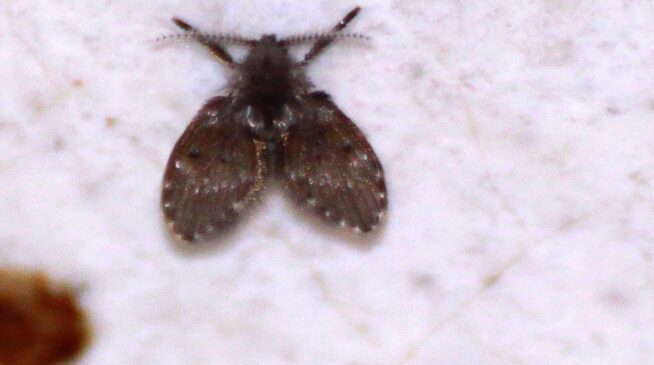 Essas mosquinhas adoram ficar em banheiros onde a limpeza não é tão criteriosa