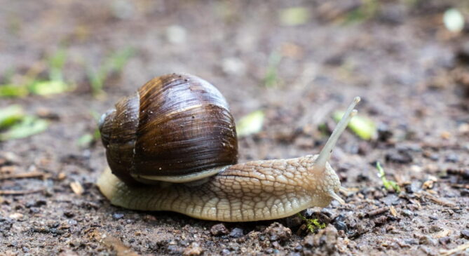 Os caracóis são conhecidos por suas conchas espiraladas e por serem terrestres