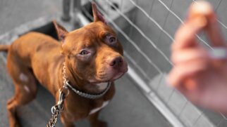 Apenas pessoas com idade mínima de 18 anos poderão conduzir os cães dessas raças