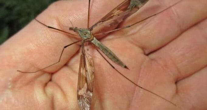 A espécie Tipula não se alimenta de sangue e ainda protege contra o Aedes