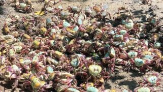 Captura irregular é crime ambiental e respeitar a andada é garantir que os caranguejos continuem nos manguezais