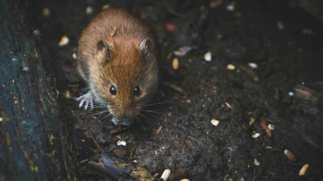 O estudo foi publicado originalmente pela badalada e importante revista "Nature"