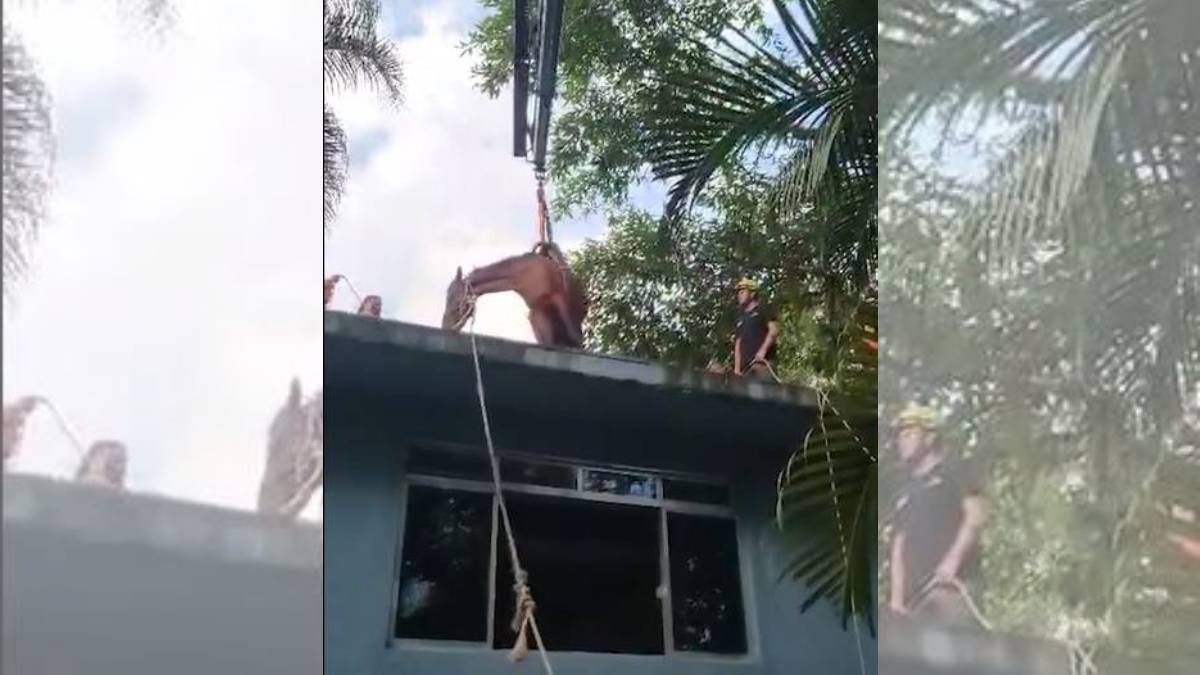 Animal precisou ser içado por guincho dos bombeiros