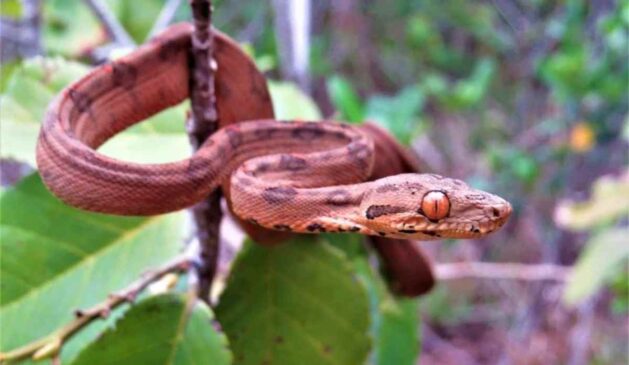 Essa cobra vive em praticamente toda a Bacia Amazônica