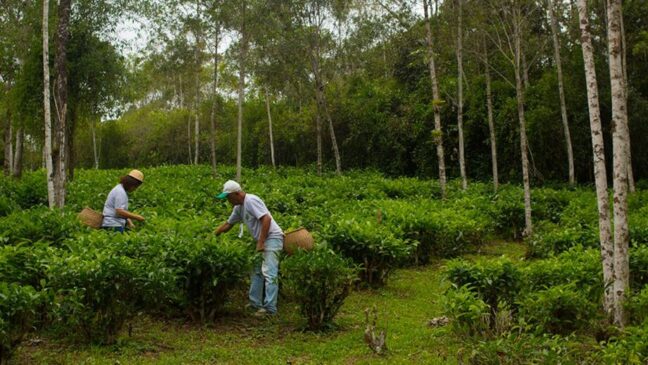 Registro carrega desde 1984 o título de "Capital Estadual do Chá"
