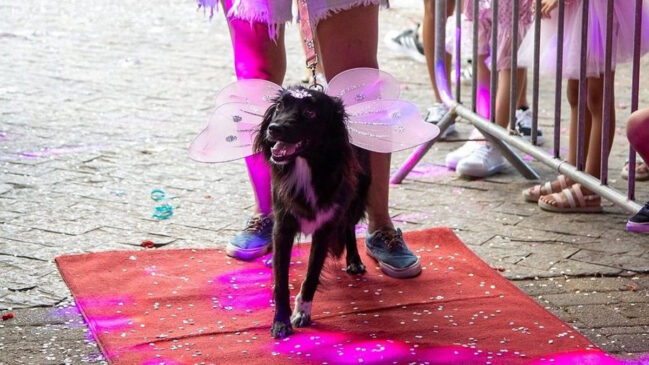 No ato da inscrição, os participantes devem doar 1kg de ração para cães ou gatos