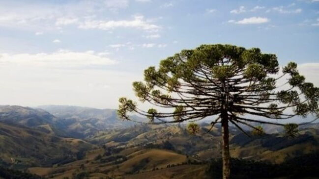 Senador Amaral tem forte identidade rural, com destaque para o cultivo de morangos e hortaliças