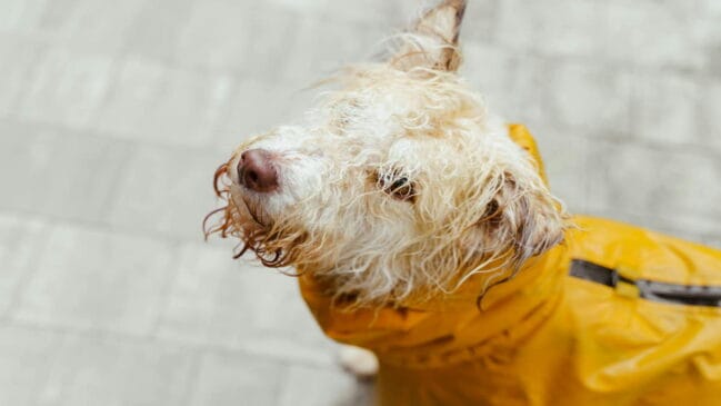 Durante o período de enchentes, os animais também são os que mais sofrem