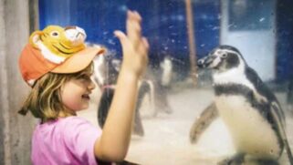 Um dos destaques mais procurados é o Pinguinário