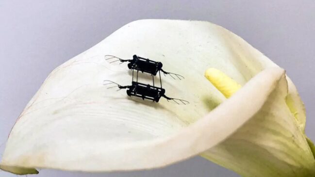 Esses "mosquitos-robôs" têm o potencial de automatizar um processo essencial para a agricultura