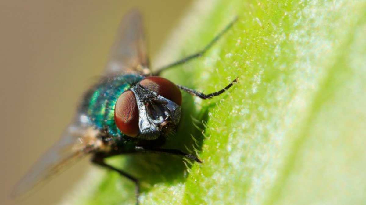 A relação das moscas com significados negativos não é algo novo