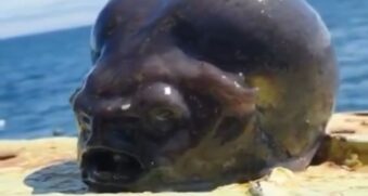 Peixe 'Alien' assustou internautas