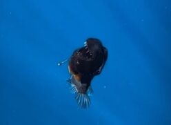 Vídeos e imagens impressionantes de um peixe estão repercutindo nas redes sociais.
