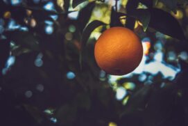 Cidade é a maior produtora do fruto na região
