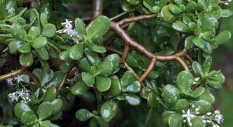A planta-jade está sendo muito usada para presentear outra pessoa
