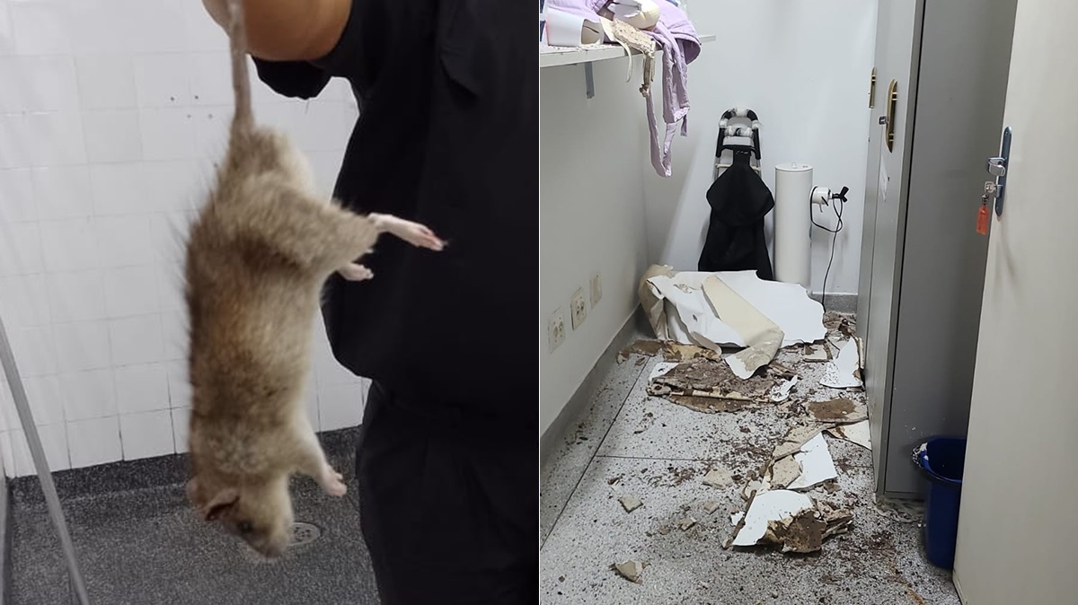Na última quarta-feira (30), uma ratazana foi capturada em plena ala pediátrica do hospital