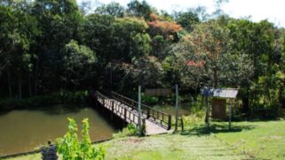 Entre os grandes atrativos de Manduri está a Floresta Estadual de Manduri, conhecida como Horto Florestal