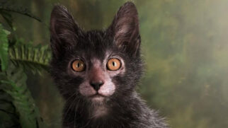 Imagem meramente ilustrativa de um gato da raça Lykoi