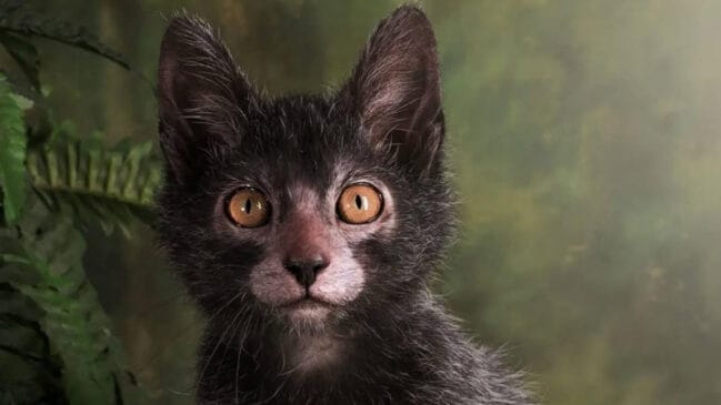 Imagem meramente ilustrativa de um gato da raça Lykoi