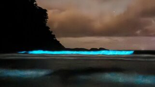 O fenômeno, conhecido como bioluminescência, ocorre devido à presença de algas microscópicas