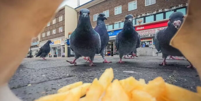Os cientistas observaram que, em média, as aves permitiam que os homens se aproximassem cerca de um metro mais perto antes de decolar.
