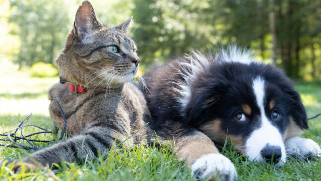 A adoção de animais também tem crescido significativamente na capital