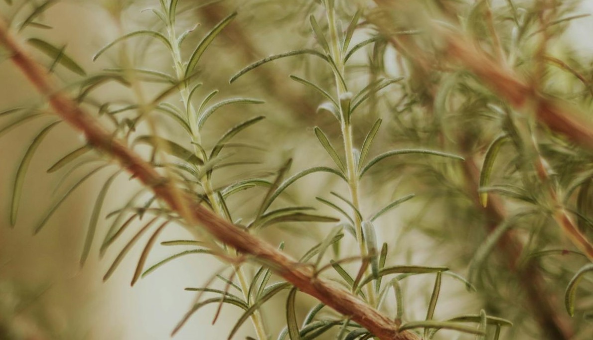 O alecrim é muito poderoso para expulsar moscas e mosquitos de casa