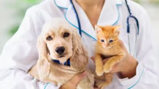 A primeira farmácia veterinária gratuita foi inaugurada na cidade de São Caetano do Sul