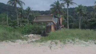 O Jundu tem uma função única na preservação da faixa de areia das praias