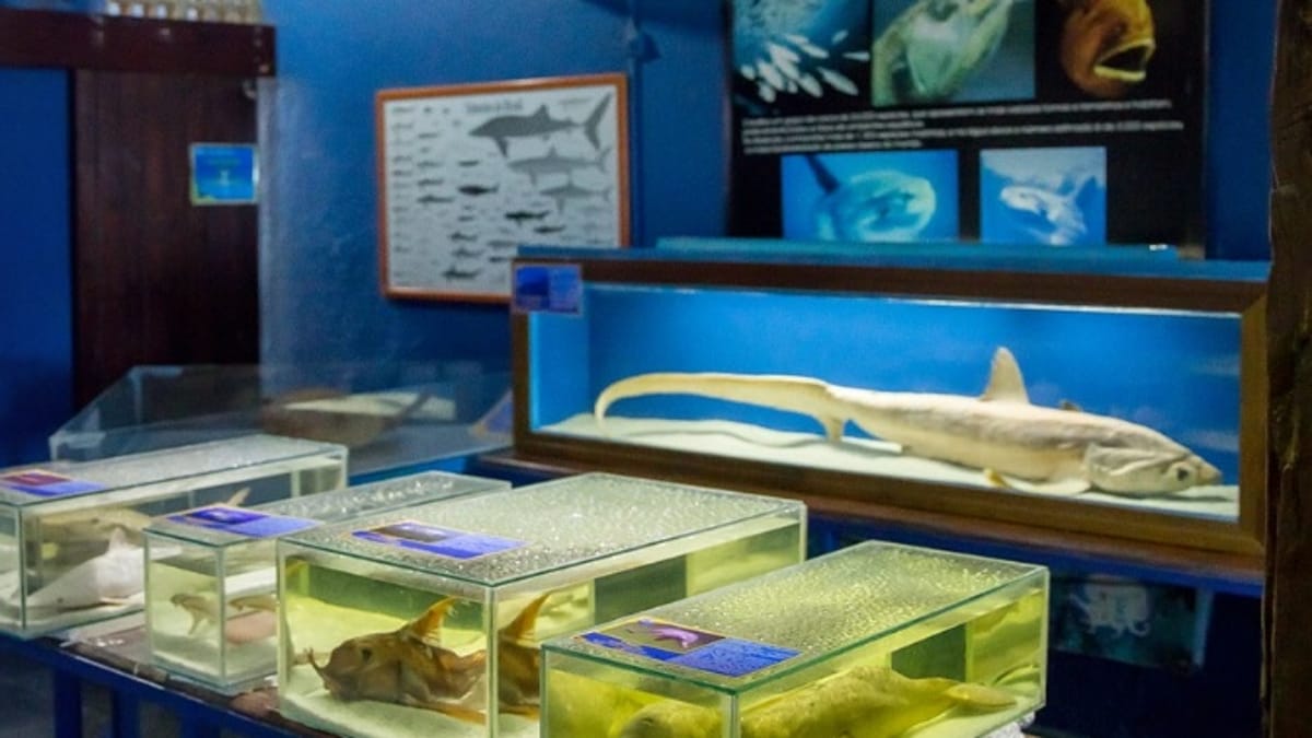 Aquário é considerado um dos maiores do país