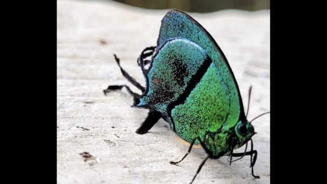 A borboleta 'Arcas tuneta' realiza poucos movimentos, voos curtos e boa camuflagem