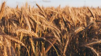 Estado do Paraná é o maior produtor brasileiro de trigo