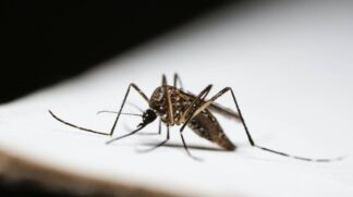 Primeira morte aconteceu na parte final de janeiro