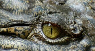 A presença realmente preocupa. Os animais são predadores natos e, como estão "conquistando" a região, já começam a se aproximar das casas