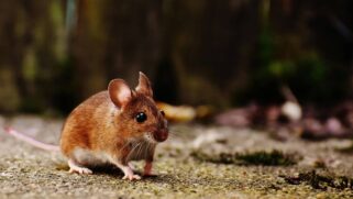 A presença massiva desses animais tem explicação