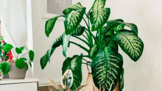 A Comigo-ninguém-pode é uma planta ornamental comum em lares e jardins, mas representa um sério risco para cães e gatos.