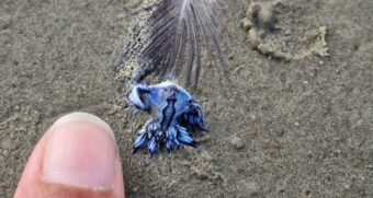 O animal em questão é um tipo de lesma do mar, pelágico, que pertence ao grupo dos moluscos nudibrânquios