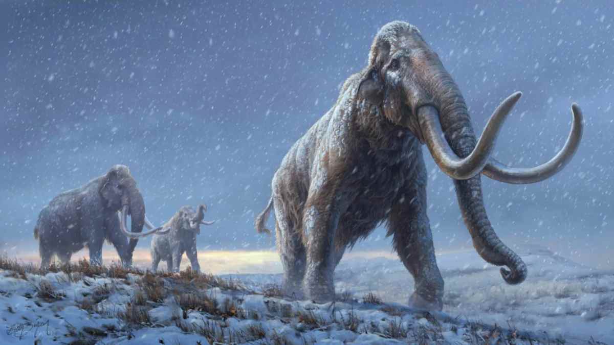 Animal deixou de caminhar na terra há 4 mil anos/Beth Zaiken/Centre for Palaeogenetics