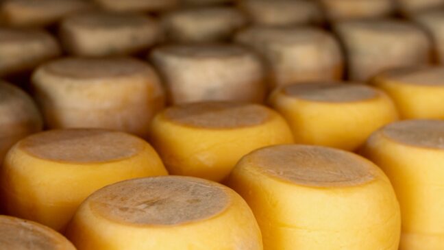 Os queijos Mandala e Costinha ganharam a medalha de ouro